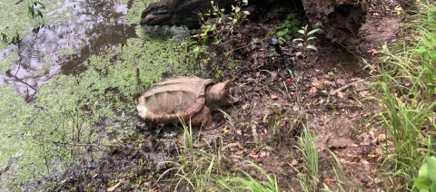 Alligator snapping turtle