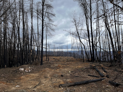 trees blackened by wildfire stand like toothpicks on a dirt ridge