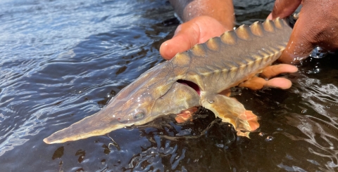 Atlantic sturgeon being released after sampling, St. Marys River 