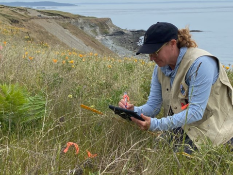 Biologist Julie Combs holds clip board while looking at vegetation growing on a seaside prairie. 