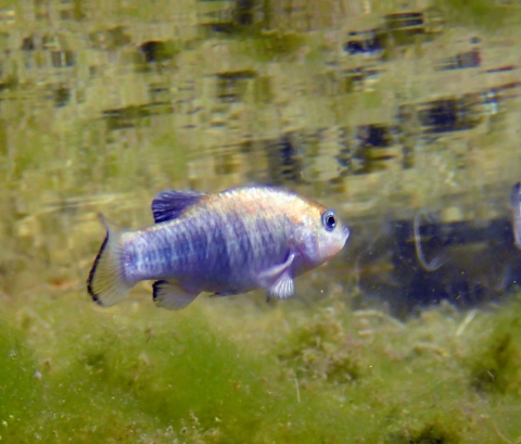Single blue fish in water with green algae