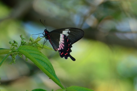 black butterfly with white and rose-red markings on leaf