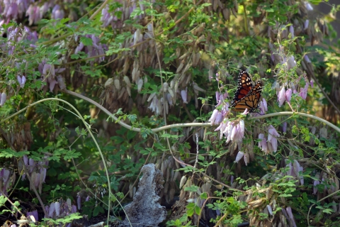 monarch butterfly on purple flowering plant