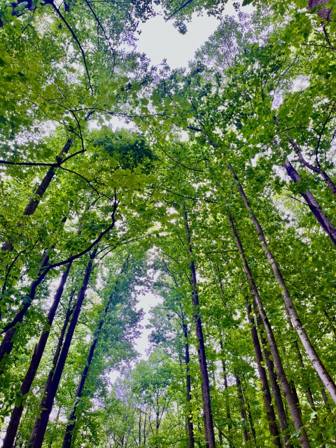 Looking up, the photo shows tall, leaf-covered trees of the forest canopy overhead. 