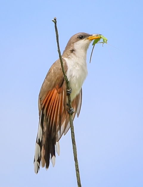 Brown, white, orange and black Yellow-Billed Cuckoo with insect in its bill while gripping a twig