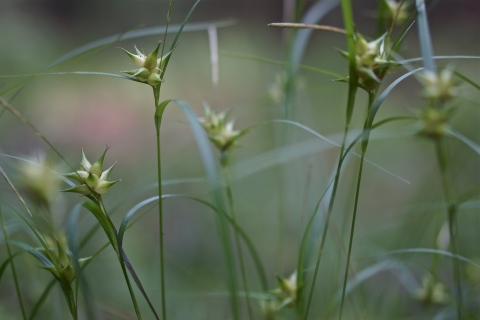 Close up of sedge seedheads