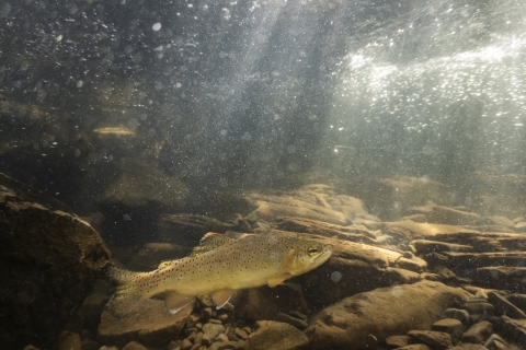 A close up underwater shot of an Apache trout swimming
