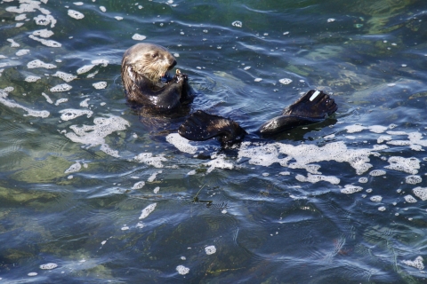 A sea otter floating on its back in the water