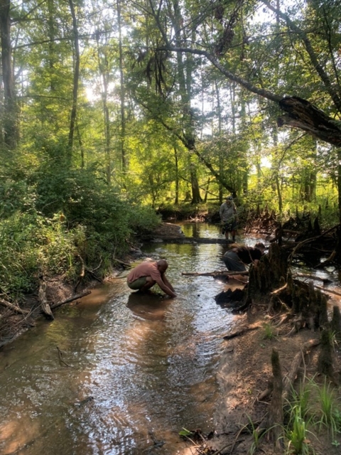 Freshwater mussel survey in southeast Georgia