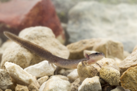 Fern Bank Salamander (from Comal Springs population)