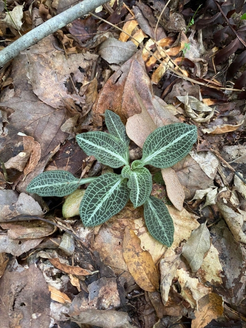 Green leaves with pale vein lines pictured on the forest floor