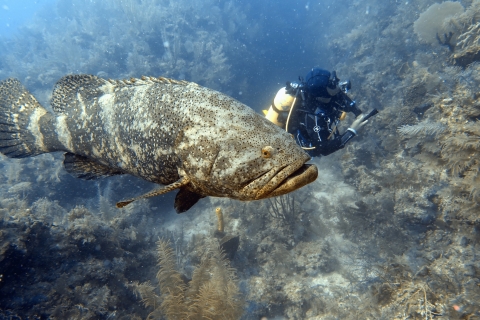 a giant brown fish by a smaller human diver
