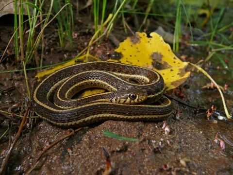 a brown snake with yellow stripes curled up on a berm