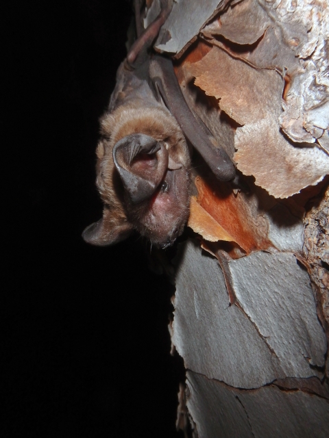 Florida bonneted bat on a tree branch