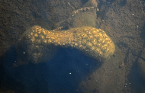 A blob of spongy-looking rosettes in the mud bottom of a pond.