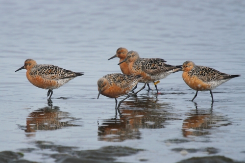 Five red knots standing in shallow water at Bottle Beach State Park, WA