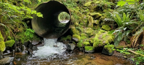 water running out of a metal culvert into a creek surrounded by mossy rocks and green vegetation