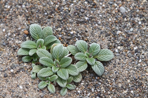 low growing green plant without flowers, growing in sandy soil