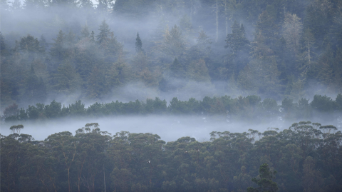 A foggy morning in a coastal forest