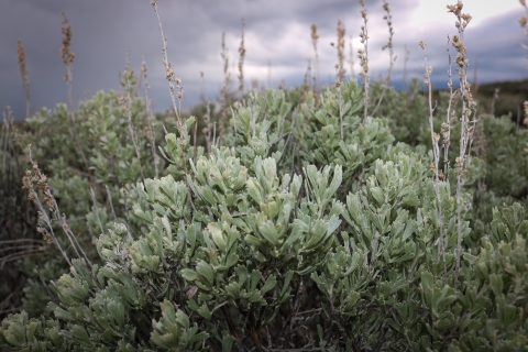 up close of plant with silvery green leaves