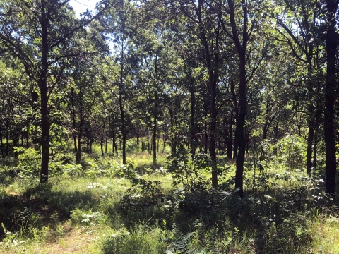 open woodland in summer