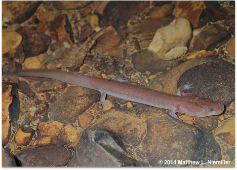 a pink salamander on rocks