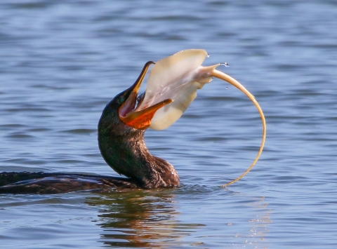 Brown cormorant floating in blue water has a pinkish-white stingray in its bill