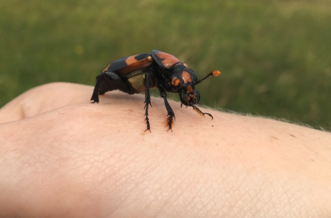 A large black beetle with orange markings.