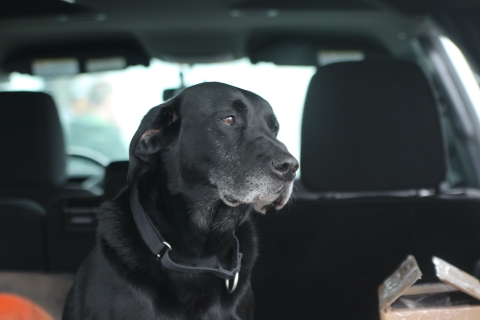 Close up of a black Labrador in a trunk area of an SUV with the forward area of the vehicle out of focus. 