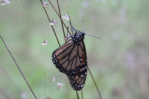 Monarch butterfly lights on a stem as rain drops fall.