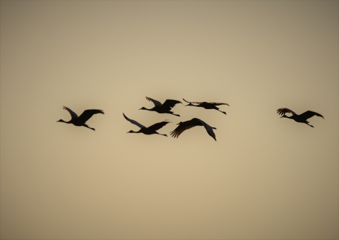 Sandhill cranes fly at sunrise