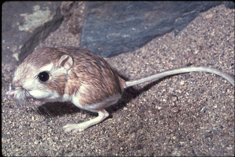 brown and white mammal with large eyes and long tail sits on rock