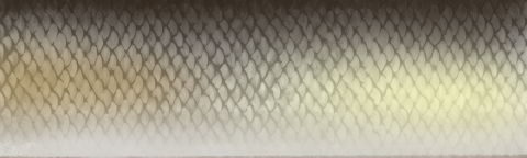 Drawing of minnow scales