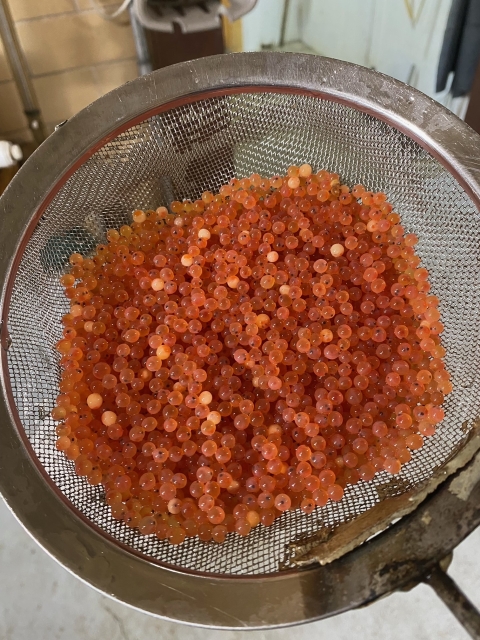 rainbow trout eggs from Erwin National Fish Hatchery