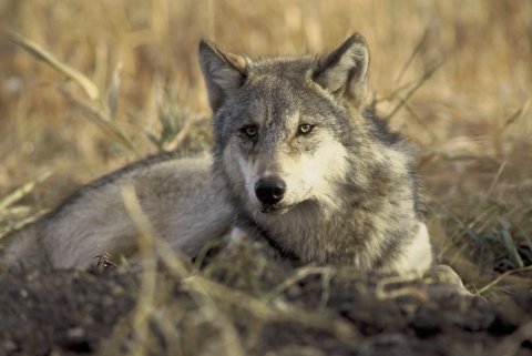 A gray wolf lays down in short grasses, with it's head up and looking quizzically at the camera.