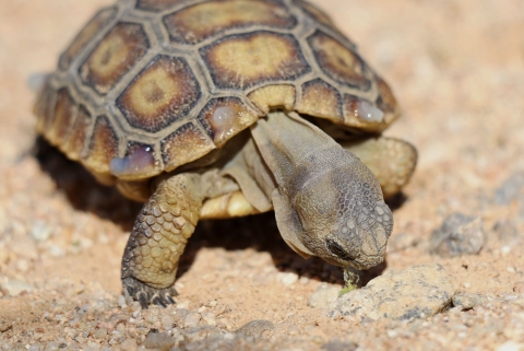 small tortoise bends head down to eat green plant on ground