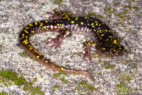 Brown salamander with yellow spots
