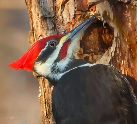 Pileated woodpecker on the side of a brown tree trunk where you can see it is creating a nesting cavity. The bird is all black except having a bright red crest and white stripes running from the head down the neck.