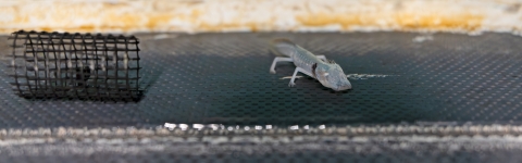 Image of a Texas Blind Salamander in an enclosure at the San Marcos Aquatic Resource Center. 