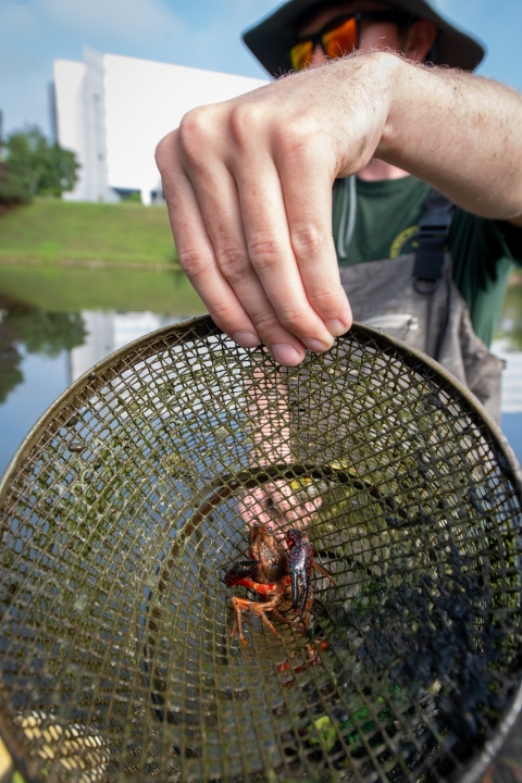 A biologist displays a trapped crayfish as it flares its large claws inside a cylindrical metal cage