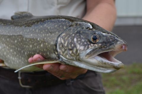 Biologist holding an adult lake trout
