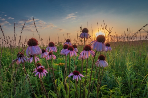 A cluster of purple coneflowers in bloom on a lush, green prairie as the sun begins to set