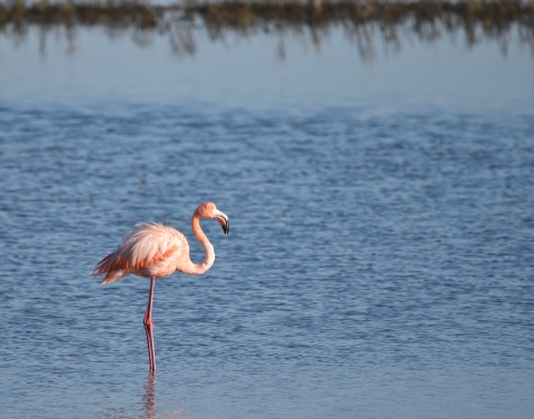 An American flamingo stands alone in a body of shallow water. The bird is light pink in color, with long legs and a long neck.