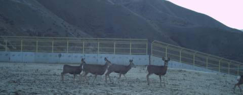 Five deer use new wildlife overpass over highway 21 in Idaho.