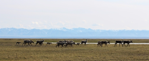 dozen caribou females and their calves on tundra with mountains in the distance