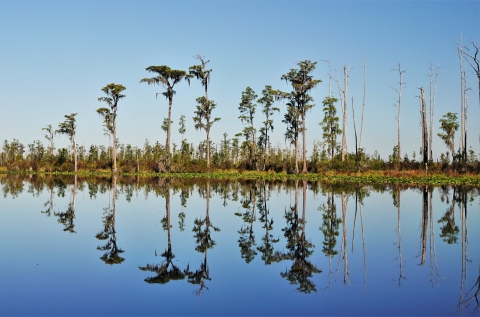 An island with tall trees in the swamp.