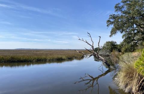 Salt marsh with stream