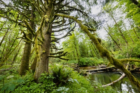 Photo of a stream in a Pacific Northwest Forest - along the Bear River