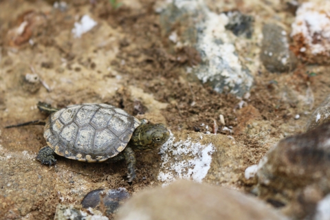 A green turtle walking across the rocky ground