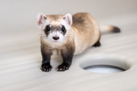 A black-footed ferret standing in their enclosure.